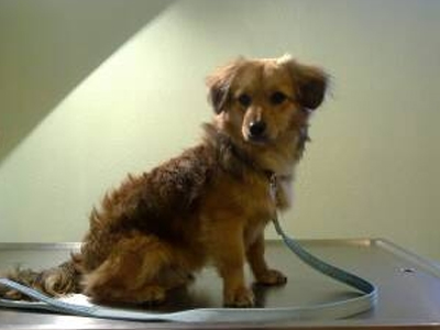 Χαρίζεται μικρόσωμο σκυλάκι